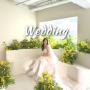 노란 | 로라스튜디오 촬영후기 ｜ 1층 노란꽃배경