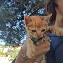 클로버 하우스 이미지