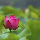 유림-1164 | 억압의 시대를 불도로 뚫어낸 이여순, 예순 비구니