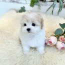 강아지분양 애견입양 아이러브독 수원점 말티푸미니비숑포메 | 영통 강아지분양 아이러브독 수원점에서 귀여운 말티푸와 미니비숑 만난 후기