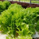 짱구농장 이미지