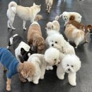 뽀송뽀송애견놀이방 이미지