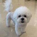 펫슨조이 이미지