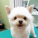 퍼피 투게더 이미지