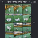 놀러오개 애견유치원 호텔 고기점 이미지