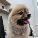 24시 공감365동물의료센터 이미지