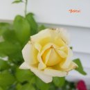 모닝인터내셔널