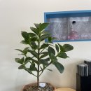 나인파티시에 이미지