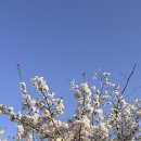 이마트트레이더스 주차장입구 횡단보도 | 부산시민공원 주차장 꿀팁ㅣ남측 임시주차장 위치 알면 주말도 2분 대기! (이마트 트레이더스 메뉴 추천...