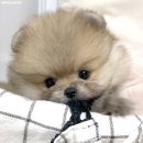 몽몽이 이미지