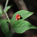 도봉-도봉-2010 이미지