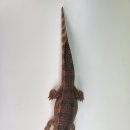 사르코수쿠스 이미지