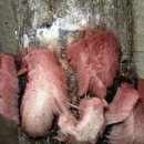 충북알프스자연휴양림 이미지