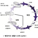 해저3만리 이미지