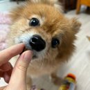 내추럴앤씨 | [내돈내산] 강아지 다리 관절, 눈 영양제 후기, 추천