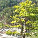 황금 소나무 이미지