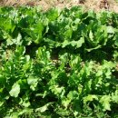 옥천농장 이미지