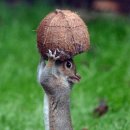 금강산도식후경 이미지