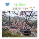 각원사 | 겹벚꽃, 수양벚꽃이 피는 곳, 천안 각원사. 25년 실시간 후기