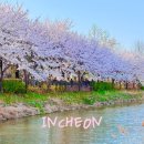 계양경기장-서운체육공원 | 인천 벚꽃 명소 가족 나들이 계산천 벚꽃길 주차 위치