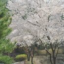 씨유나눔충주호암점 | 충주 호암동 카페 사과당에서 맛본 특별한 사과파이 후기