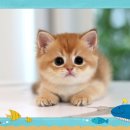 도레미캣 고양이분양 남양주 다산점 이미지