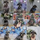 닥터표 동물병원 이미지