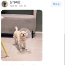 시니어 동물병원 이미지