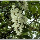 아카시아병원 이미지