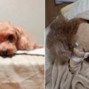 하루동물병원 이미지