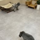 똑똑독 펫살롱 이미지