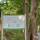 푸른마을 백호 태권도장 | 서울근교 안성카페 풍사니랑 | 귀여운 풍산개와 메타세콰이어 숲 길