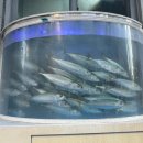 세븐일레븐(김해외동점) | 은넹?아니 은해앵!(퇴근길 은행나무,굴보쌈,민턴모임까지 몽땅 담은 내 하루)