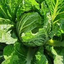 액비골(2) 이미지