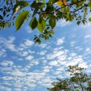 캘리그라피(주간) 이미지