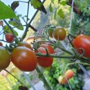 꽃뜨락민박 이미지