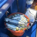 하얀배 민박 | [경주 나들이] 경주 전촌항 선상낚시 체험기｜화성호 타고 조용히 즐긴 바다 하루