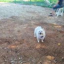 버대길 | [안산 디비독 애견카페] 안산 야외 애견카페/안산 실내 애견카페/ 안산 대형 애견카페/ 안산 애견호텔...