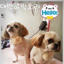 빅토리애견 이미지