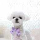 조아하멍 이미지