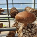 산머루마을 이미지