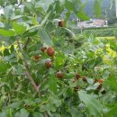 곤이농장 이미지