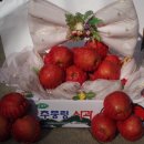 추목농장 Daum카페