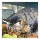 아이조아 요양보호소 서울점 | 구리고양이파양 아이조아보호소로 결정하기까지, 제가 직접 확인한 것들