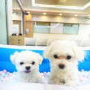 우리유치원 | 천안 애견유치원 추천 전 꼭 확인하세요｜개편한 하루 운영 철학 이야기