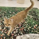 놀면 묘하냥 은평점 이미지