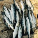 서해타이어 이미지