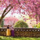 (여행) "그냥 벚꽃 말고 겹벚꽃이 더 아름다워요"... 봄 여행 필수코스, 특이한 겹벚꽃 여행지 이미지