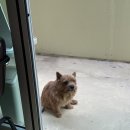 도밍고 | 서울 후암동 / 댕플루언서 ‘마태오’ 가 시그니처인 카페 ‘시엠프레꼬모도밍고’ 솔직 후기 🐕