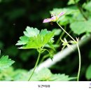 곰배령 돌배나무집 이미지